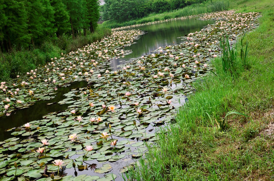 睡莲 湿地风光