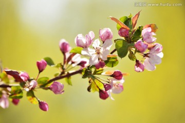 苹果花