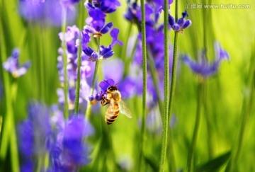 薰衣草花 蜜蜂