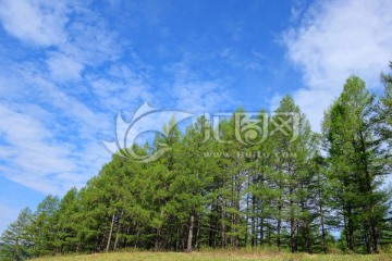 松林风景