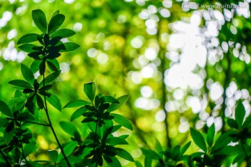 杜娟花绿叶光晕背景