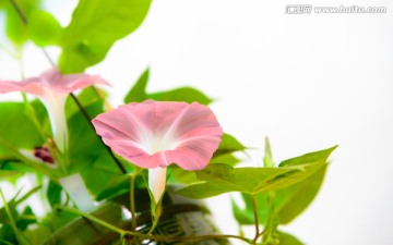 茶色牵牛花边框