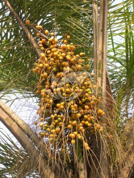棕榈科植物果实