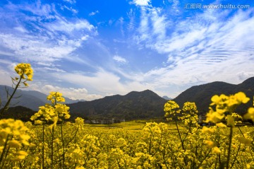 仙居油菜花