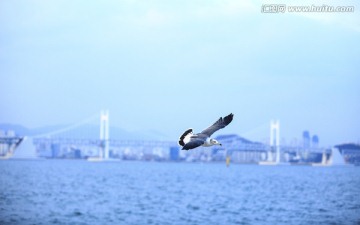 海鸥飞翔