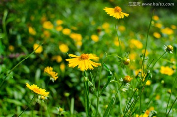 波斯菊 菊花