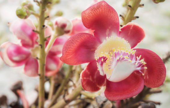 菩提花开