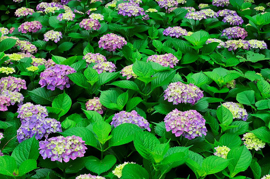 紫色八仙花 绣球花