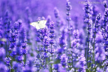 薰衣草花 蝴蝶