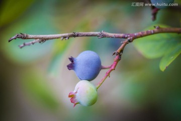 蓝莓