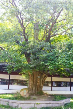 连理杏 古杏树 银杏树 苏州