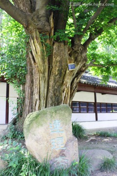 连理杏 古杏树 银杏树