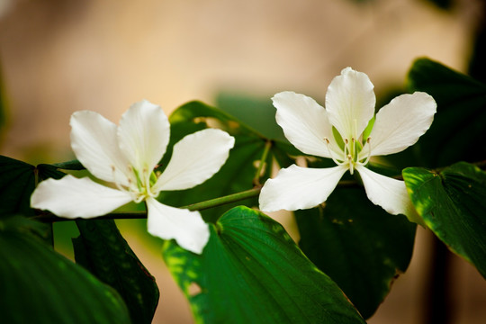 紫荆花