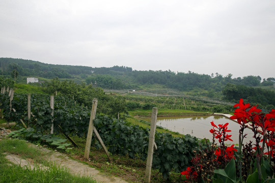 生态果园 生态农场