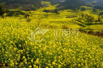 罗平螺蛳田油菜花