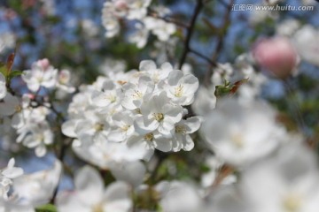 东京樱花