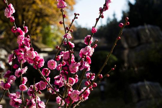 梅花