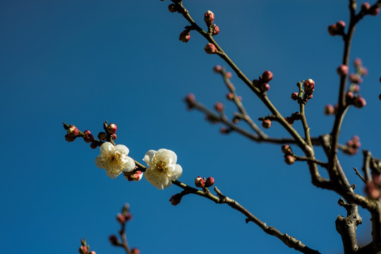 梅花