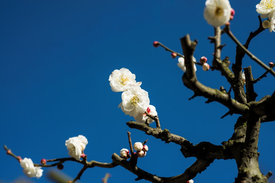 梅花