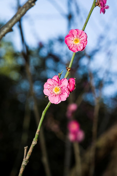 梅花