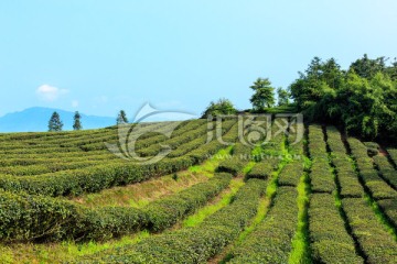 叙永丹山红岩坝茶园茶山