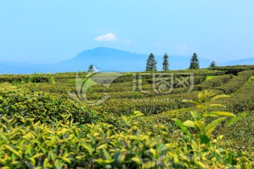 叙永丹山红岩坝茶园茶山