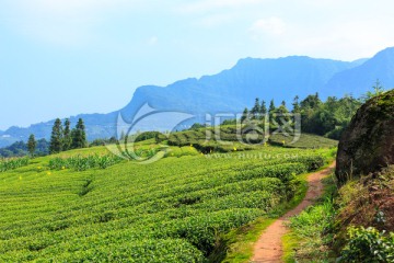 叙永丹山红岩坝茶园茶山