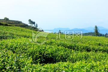 叙永丹山红岩坝茶园茶山