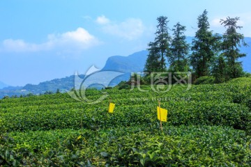 叙永丹山红岩坝茶园茶山