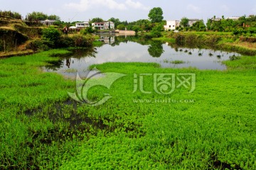 叙永丹山苏家湾池塘水草