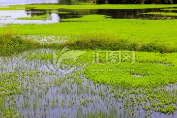 叙永丹山苏家湾池塘水草