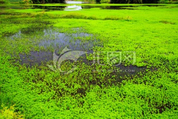 叙永丹山苏家湾鱼塘水草