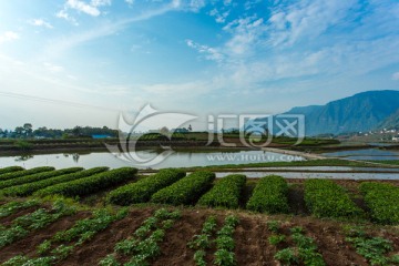 叙永丹山茶园水塘田野