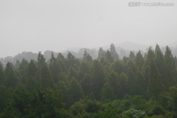 雾霾中的森林