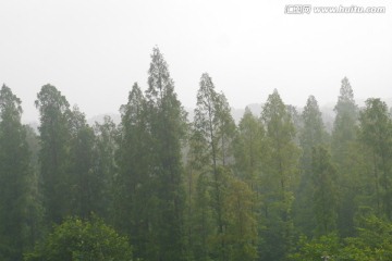 雾霾中的森林