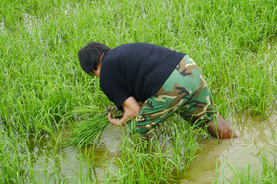 扯水草