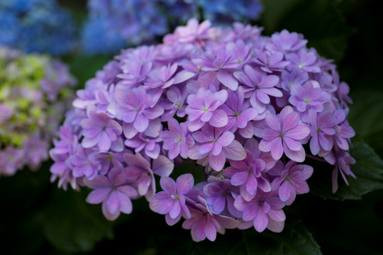 绣球花紫阳花