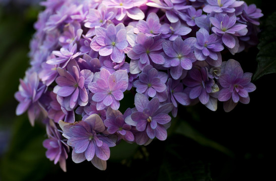 绣球花紫阳花