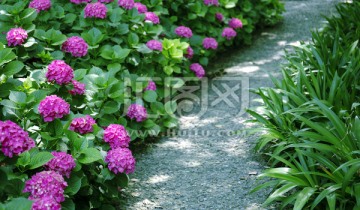 鲜花小道植物背景