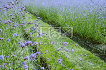 鲜花小道植物背景