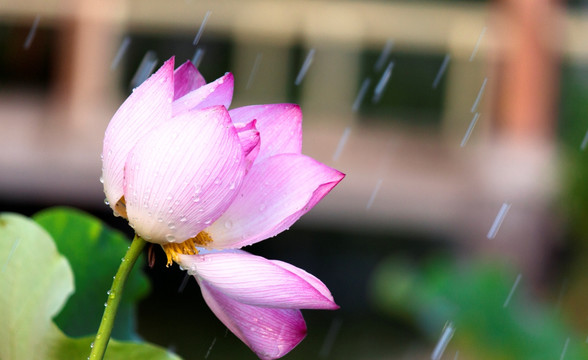 夏荷新姿 雨中荷