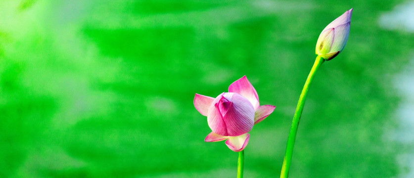 夏荷并蒂莲 花苞花蕾