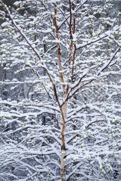 小白桦树雪景