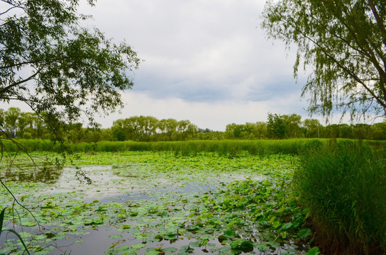 稻香湖湿地