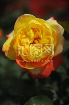 彩色玫瑰