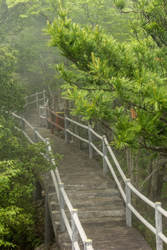 雾中旅行步道