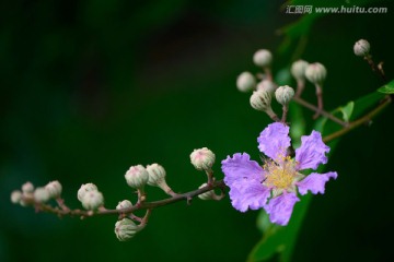 大叶紫薇花