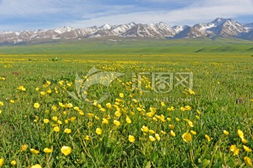 草原鲜花