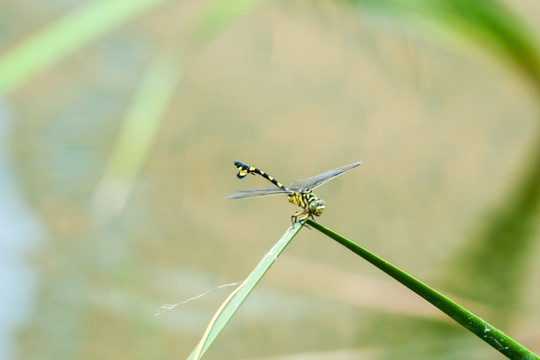 蜻蜓