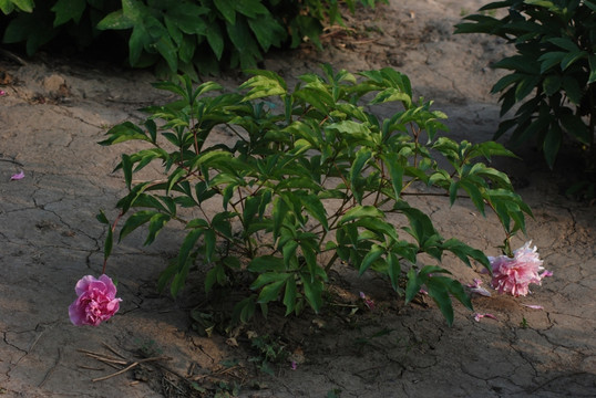 芍药花